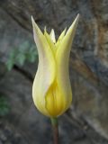 Tulipa corynestemon. Цветок. Казахстан, Джунгарский Алатау, ущ. реки Коксу у пос. Рудничный. 04.05.2013.