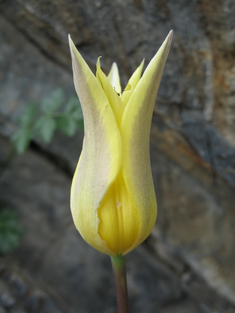 Image of Tulipa corynestemon specimen.
