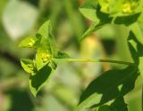 Euphorbia stricta. Соцветия-циатии. Украина, Львовская обл., Дрогобычский р-н, г. Трускавец, Помярки, возле дороги. 09.06.2014.