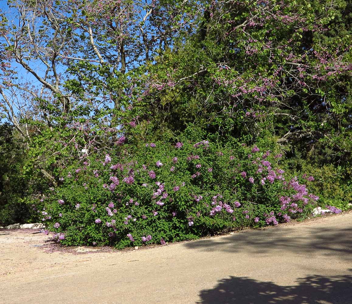 Изображение особи Syringa chinensis.