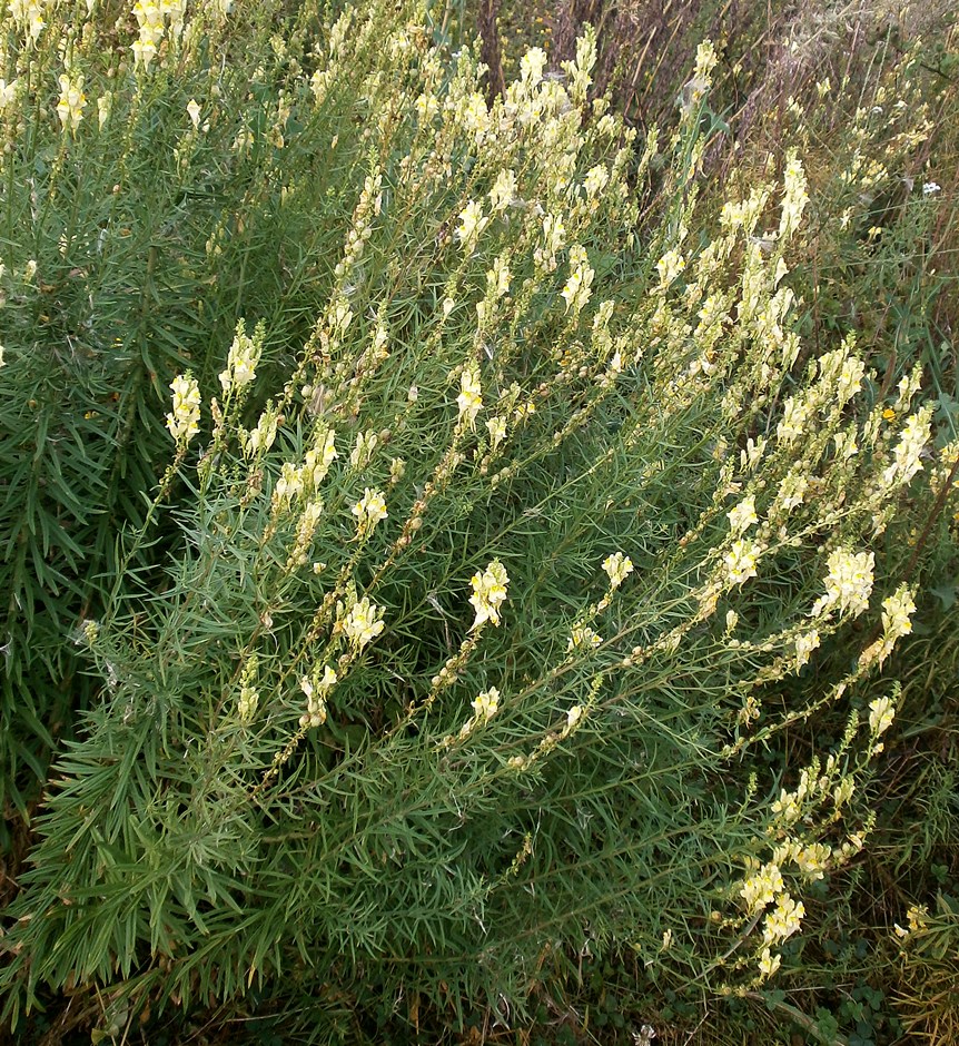 Изображение особи Linaria vulgaris.