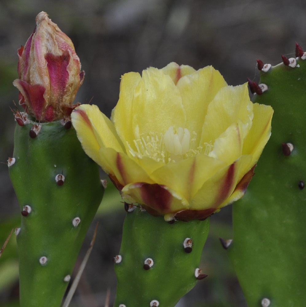 Изображение особи Opuntia monocantha.