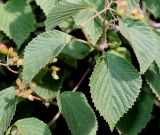 Viburnum carlesii. Невызревшие соплодия и листья. Германия, г. Дюссельдорф, Ботанический сад университета. 03.07.2014.