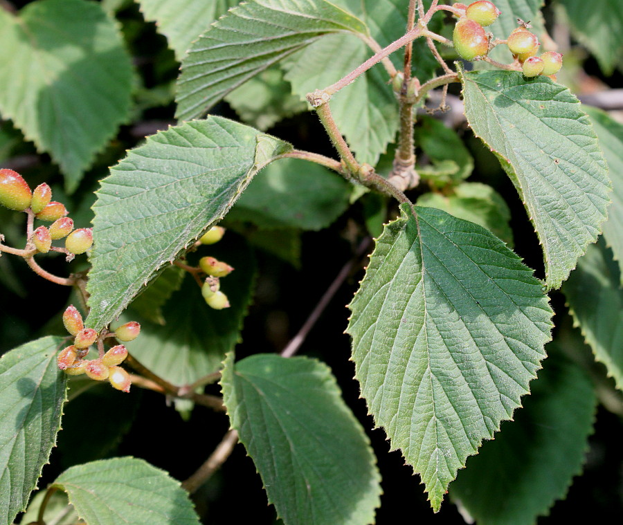 Image of Viburnum carlesii specimen.