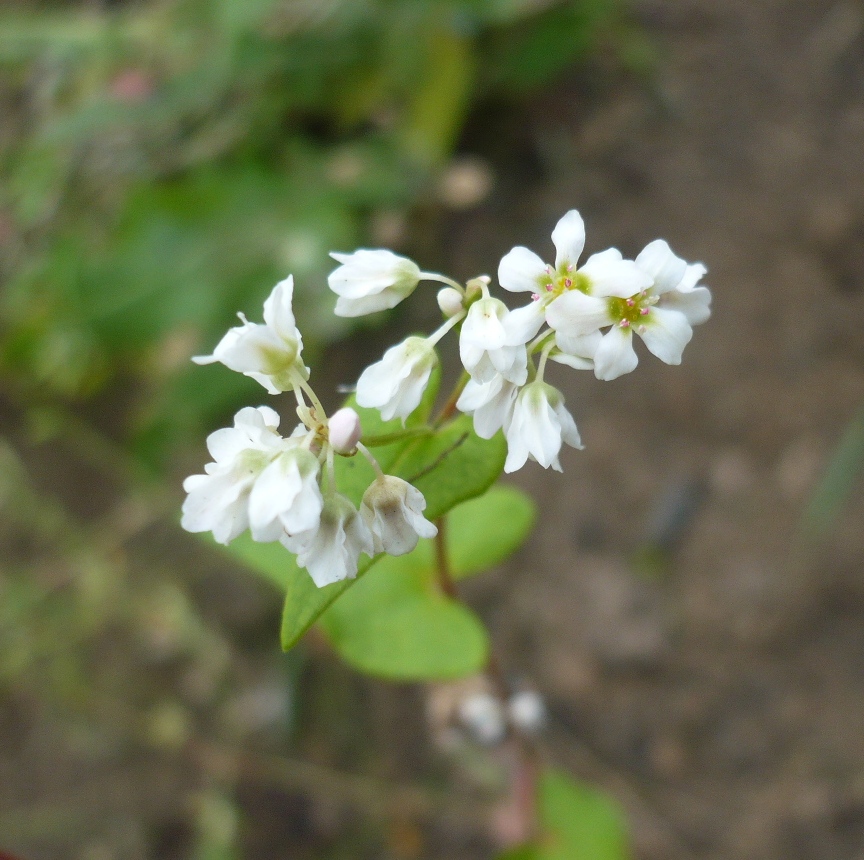 Image of Fagopyrum esculentum specimen.
