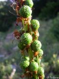 Eremurus tauricus