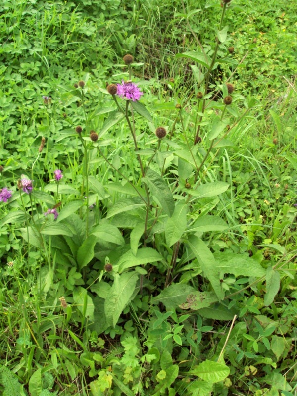 Изображение особи Centaurea pseudophrygia.