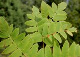 Osmunda regalis