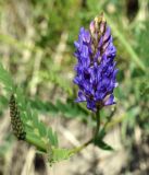 Astragalus adsurgens