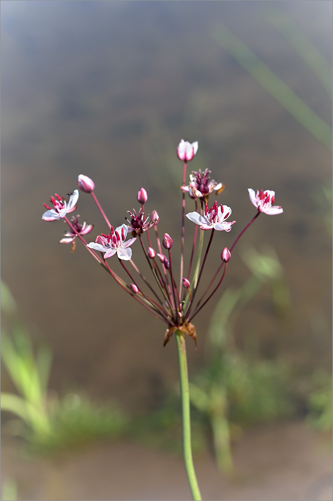 Изображение особи Butomus umbellatus.