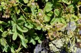 Potentilla brachypetala