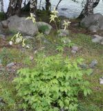 Cimicifuga foetida