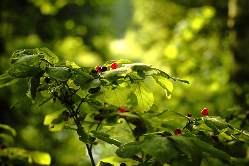 Изображение особи Lonicera xylosteum.