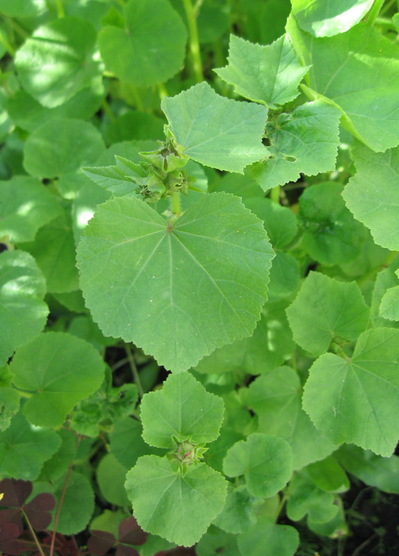 Image of Malva trimestris specimen.