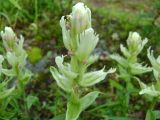 Castilleja lapponica