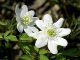 Anemone подвид kamtschatica