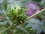 Tribulus terrestris
