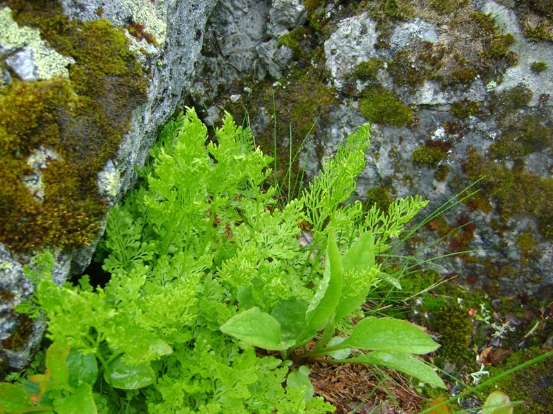 Image of Cryptogramma crispa specimen.