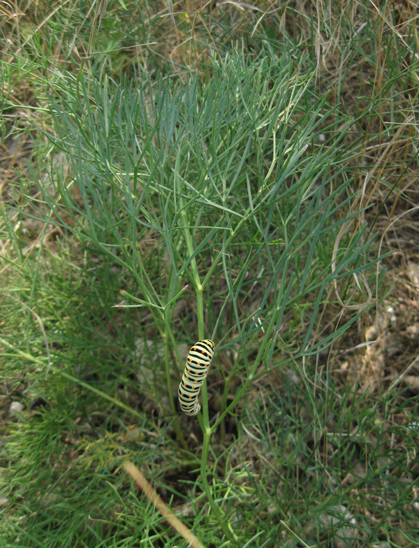 Image of Seseli arenarium specimen.
