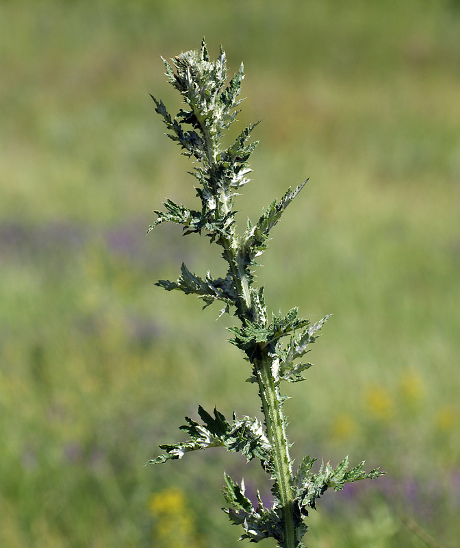 Image of genus Carduus specimen.