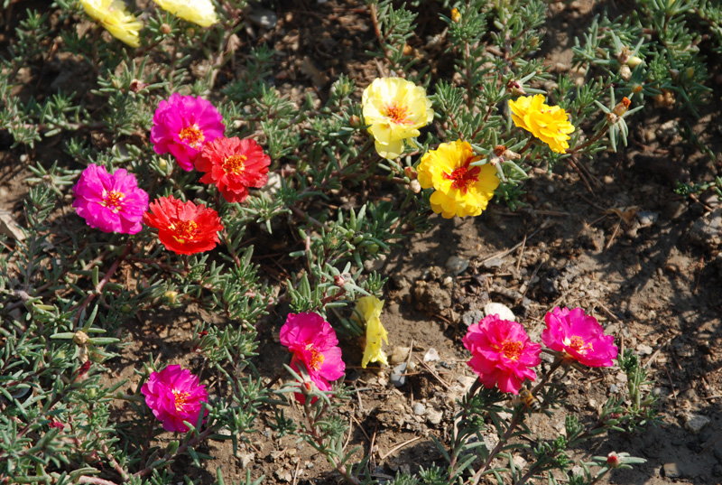 Image of Portulaca grandiflora specimen.