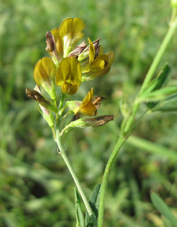 Image of Medicago &times; varia specimen.