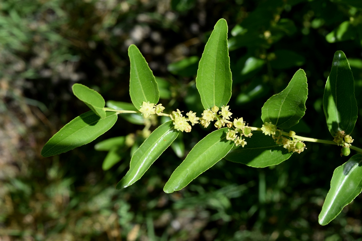 Image of Ziziphus jujuba specimen.