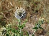 Echinops maracandicus. Верхушка растения с соцветиями. Кыргызстан, Чуйская обл., предгорье, пустырь перед склоном восточнее с. Орто-Сай. 27.06.2015.