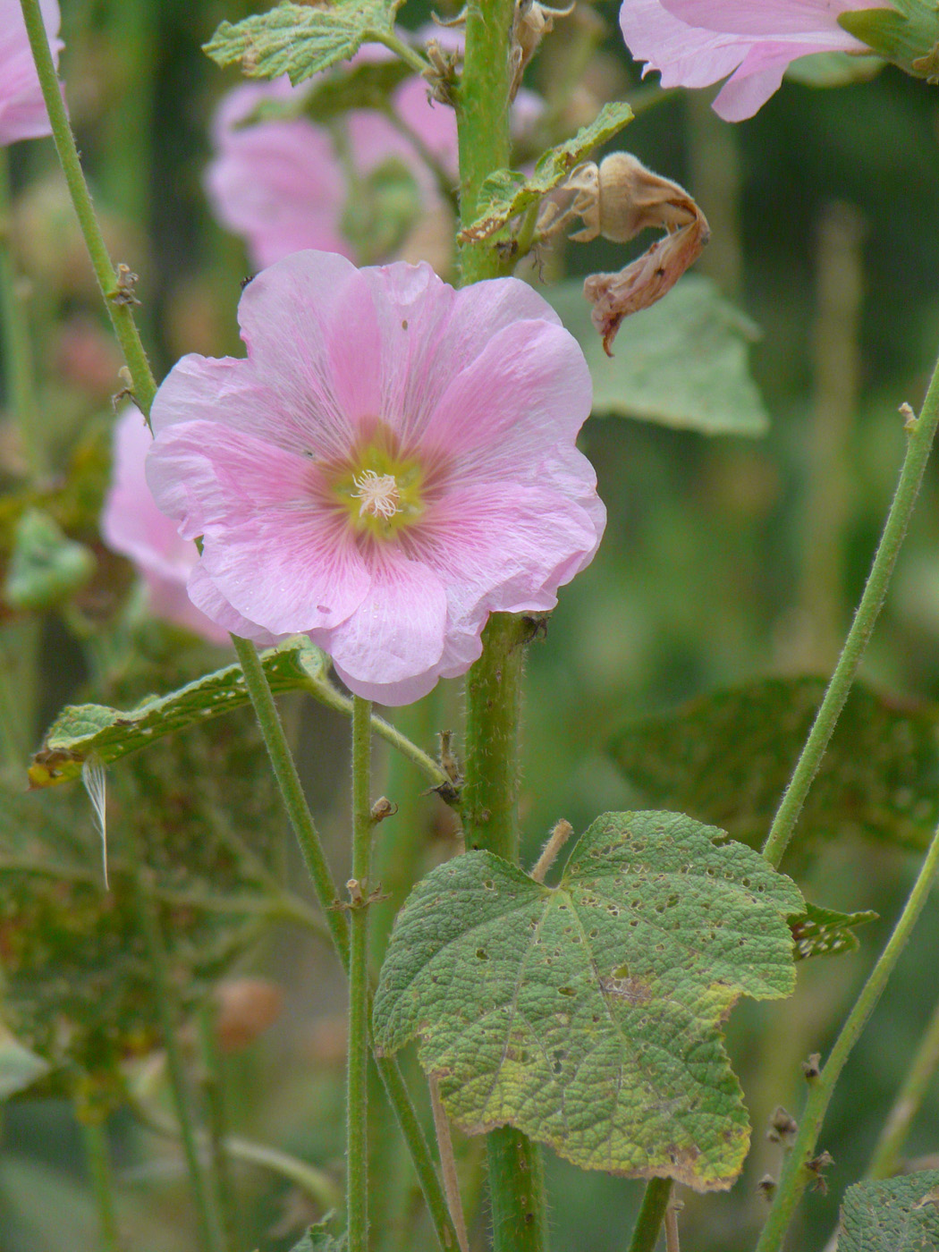 Изображение особи Alcea rosea.