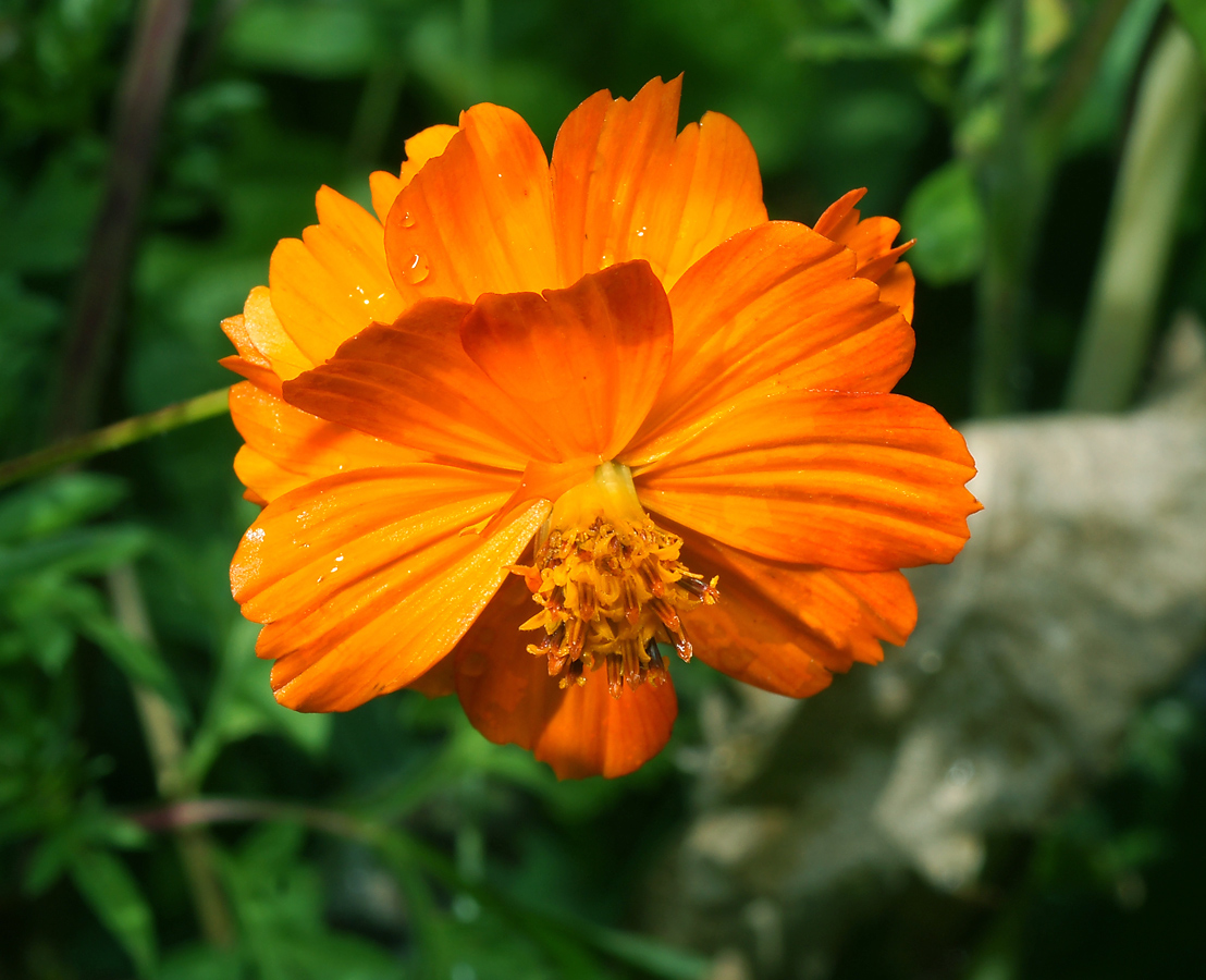 Изображение особи Cosmos sulphureus.