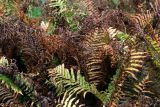 Matteuccia struthiopteris. Вайи в осенней окраске. Московская обл., Раменский р-н, окр. дер. Хрипань, садовый участок. 12.09.2015.
