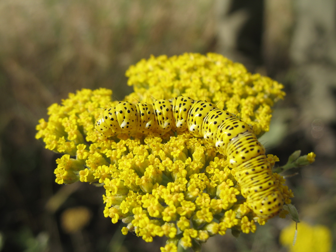 Изображение особи Achillea filipendulina.