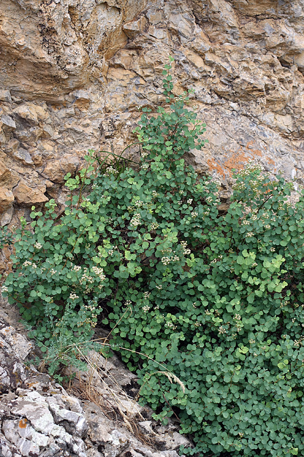 Image of Spiraea pilosa specimen.