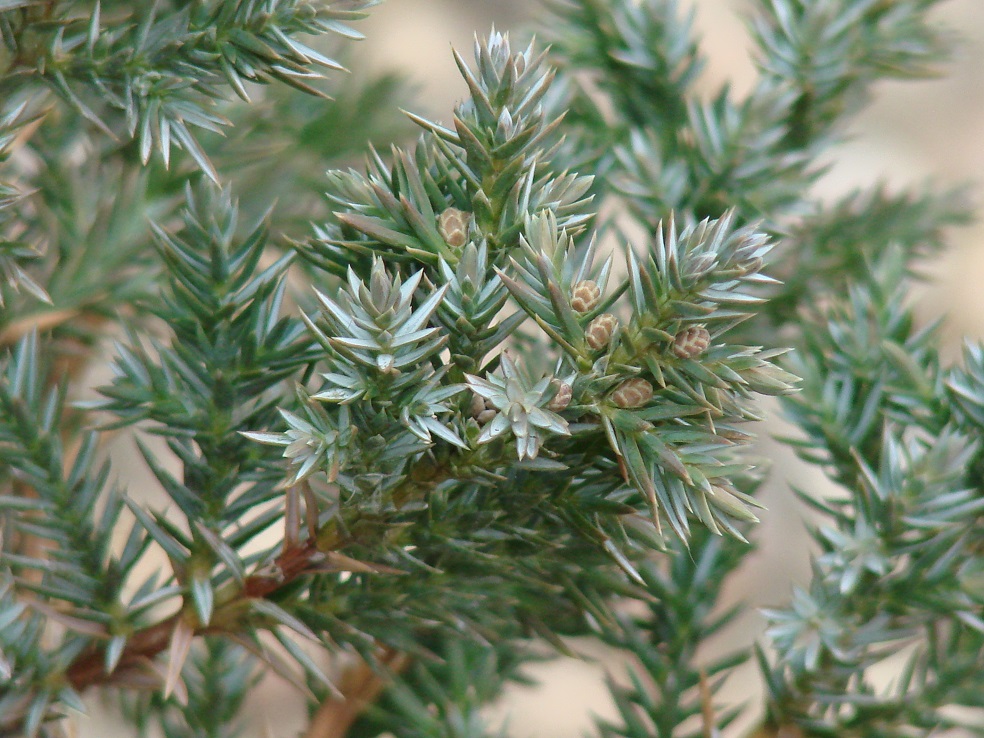 Изображение особи Juniperus chinensis.