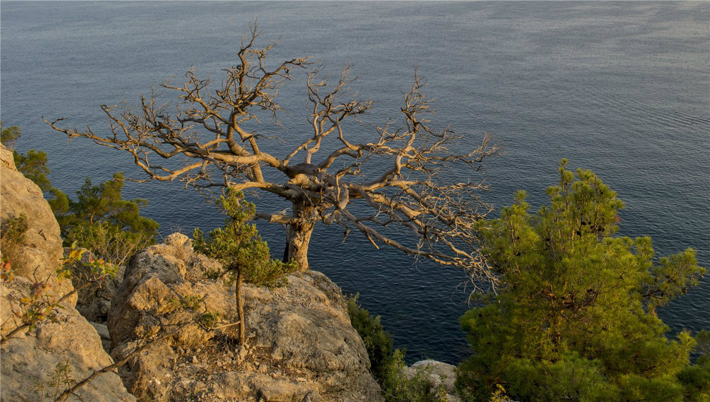 Image of Pinus pityusa specimen.