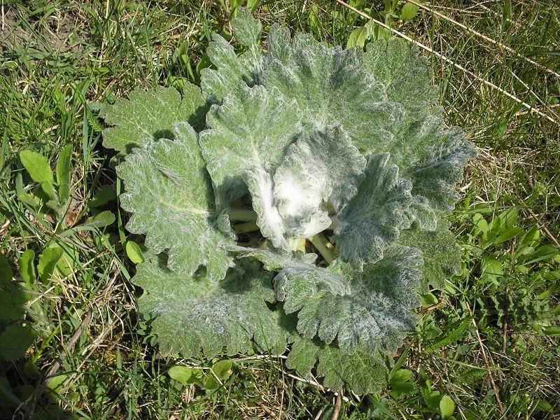 Image of Salvia aethiopis specimen.