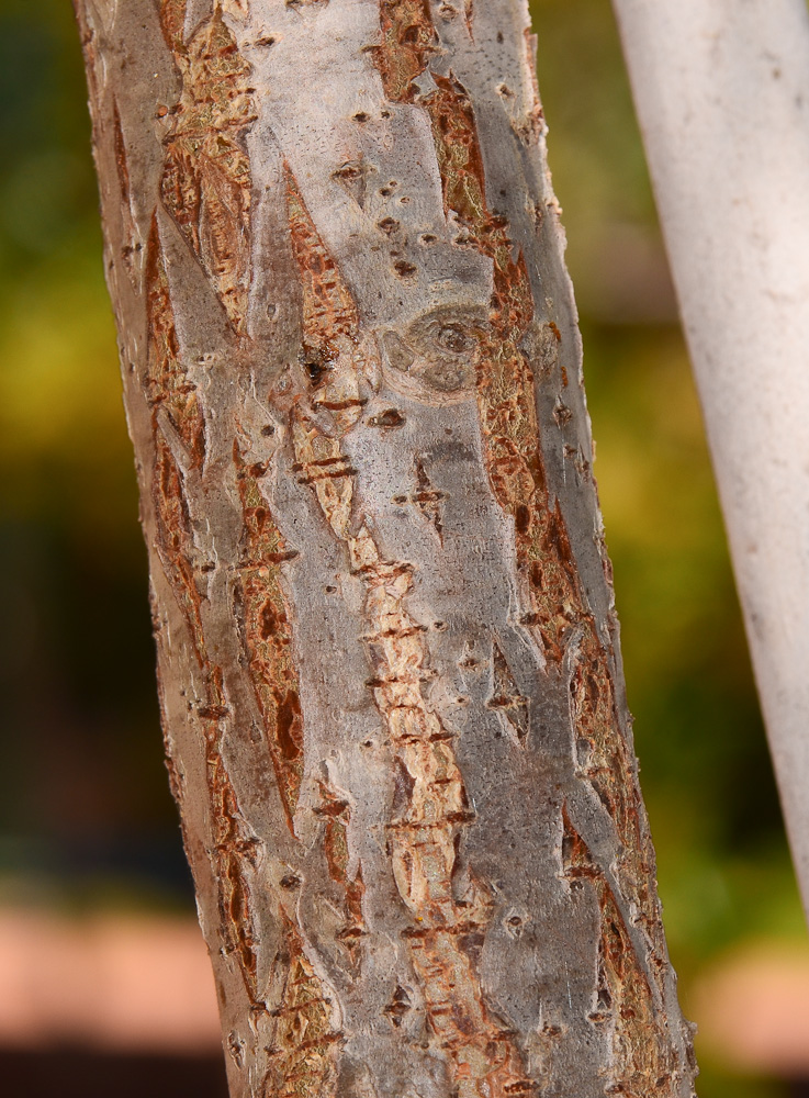 Изображение особи Rhus copallinum.