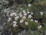 Minuartia arctica