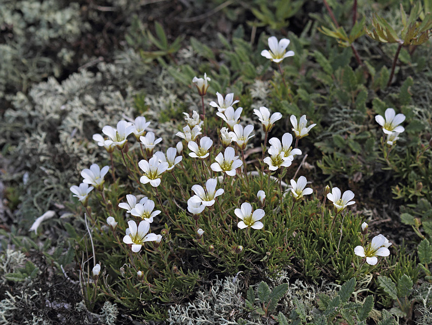 Image of Minuartia arctica specimen.