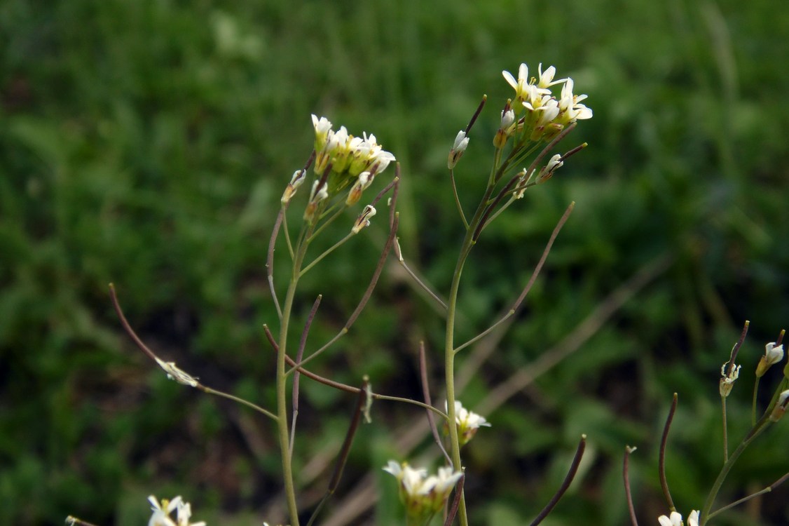 Изображение особи Arabidopsis thaliana.