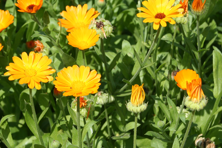 Изображение особи Calendula officinalis.