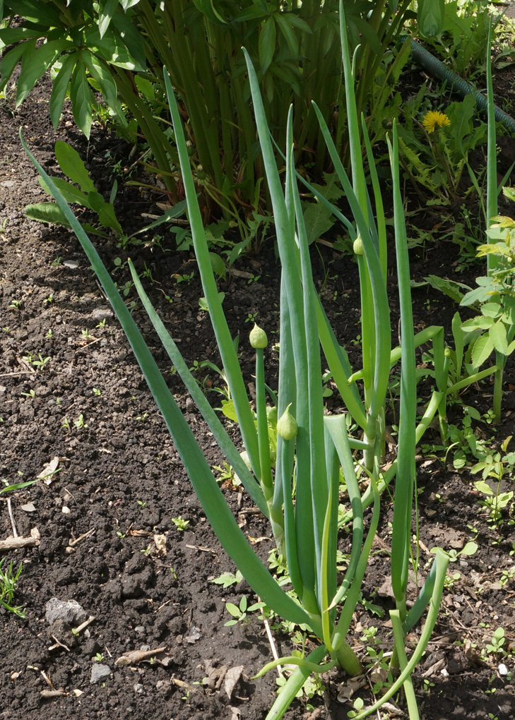 Image of Allium fistulosum specimen.