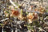 Salsola arbuscula