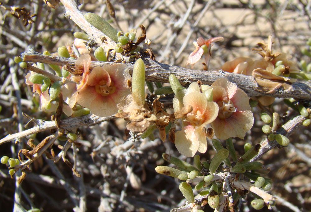 Image of Salsola arbuscula specimen.