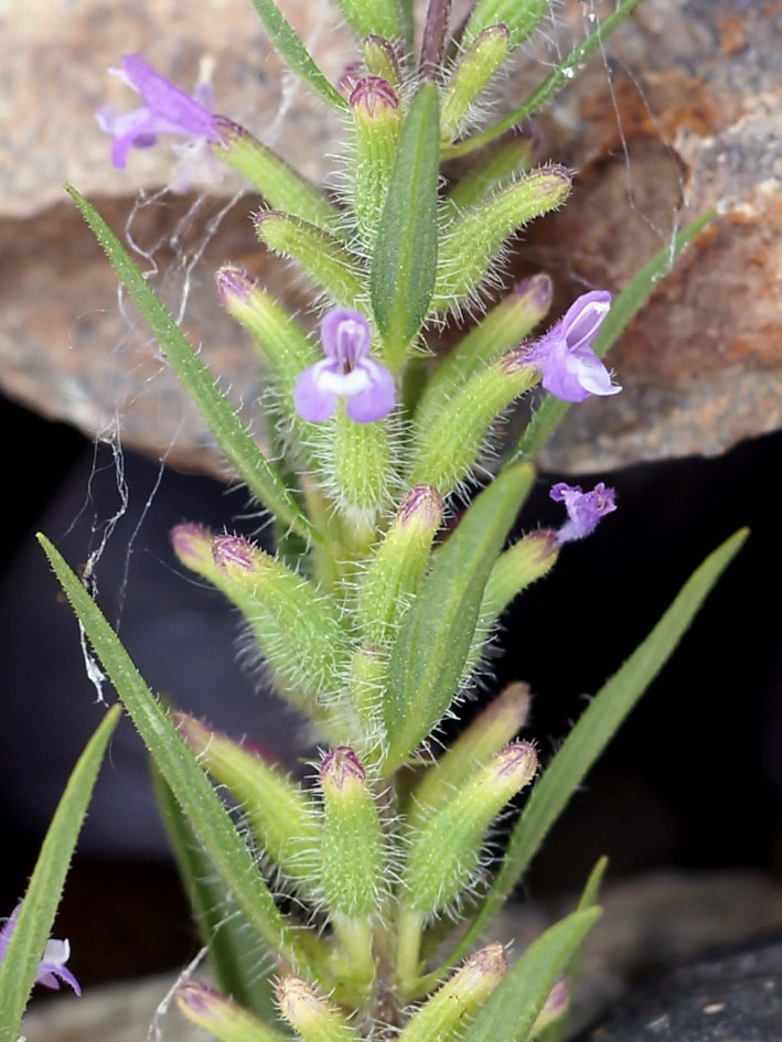 Image of Ziziphora tenuior specimen.