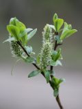 Salix phylicifolia