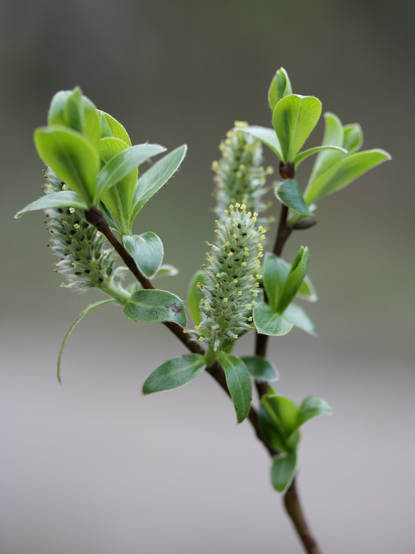 Изображение особи Salix phylicifolia.