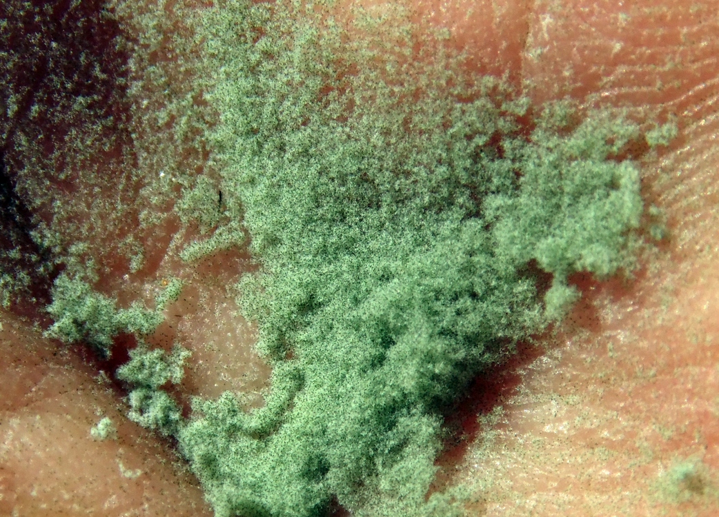 Image of Equisetum sylvaticum specimen.