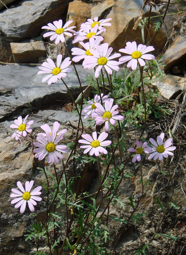 Изображение особи Chrysanthemum zawadskii.