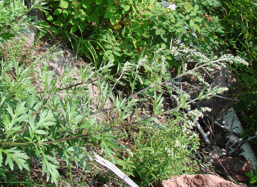 Изображение особи Artemisia vulgaris.